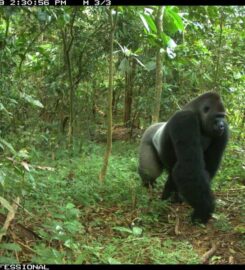 Cross River National Park