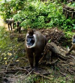 Cross River National Park